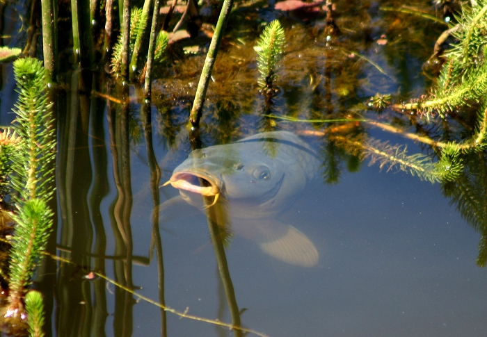 Carp.jpg