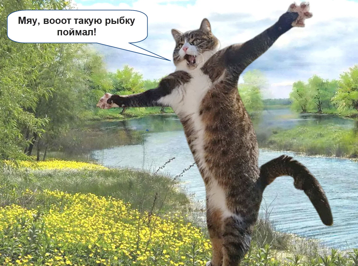 CatFishing.jpg