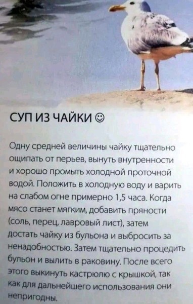 Чайка.jpg