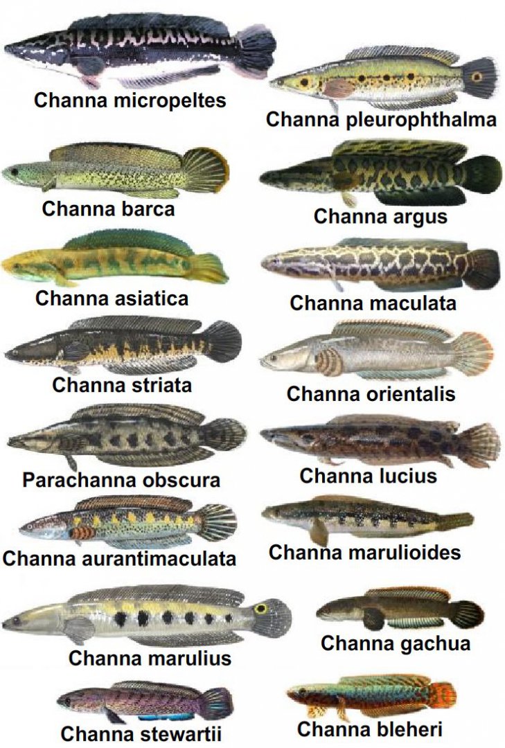 Channa-species.jpg