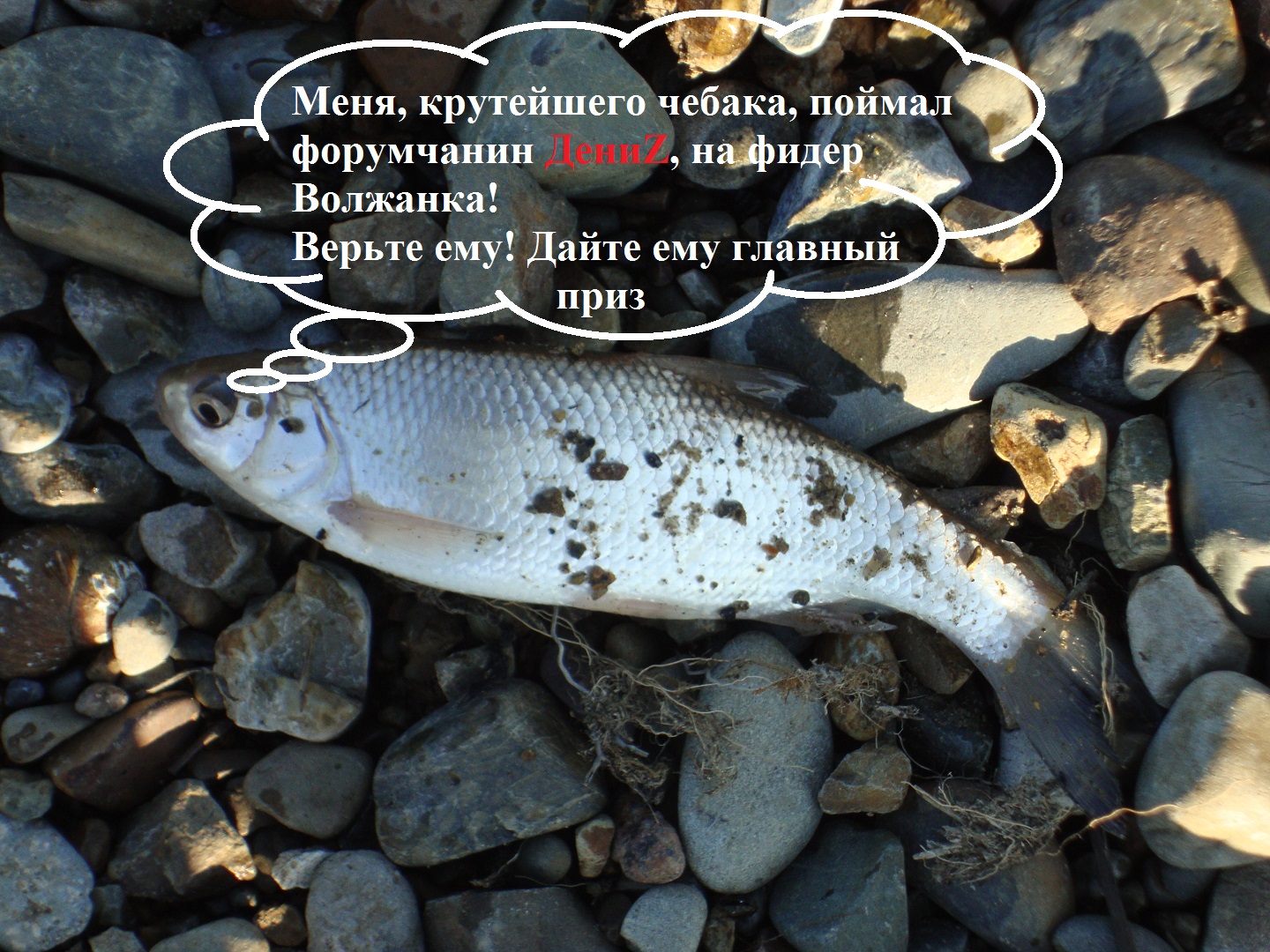 чебак.jpg