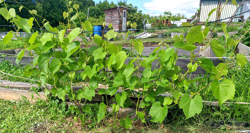 Черн Жемч.jpg