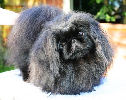 chernyj-pekines-foto[1].jpg