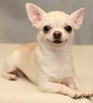 chihuahua_2[1].jpg