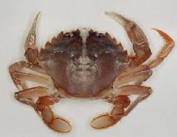 crab-plav.jpg