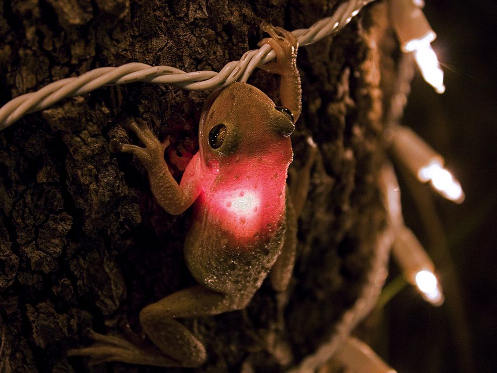 cuban-tree-frog_3627_990x742.jpg