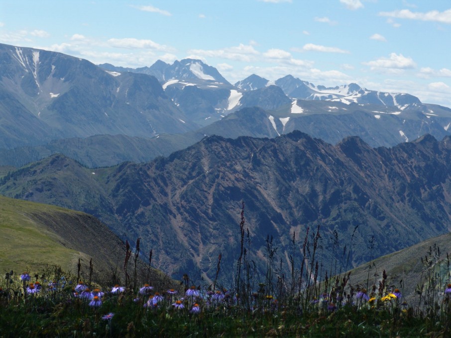 цветы на перевале.jpg