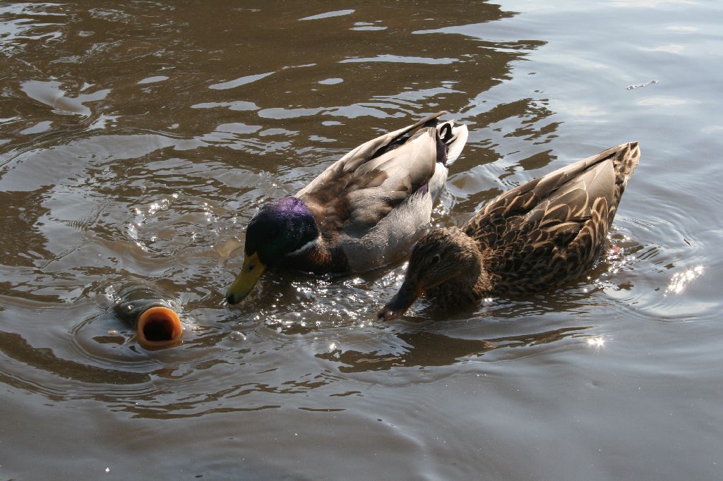 Давай с тобой поговорим Животный мир Соболев Сергей.JPG