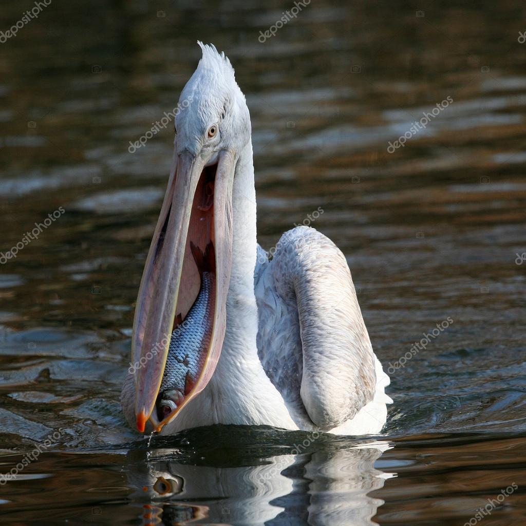 depositphotos_37270029-stock-photo-pelican-with-a-fish-in.jpg