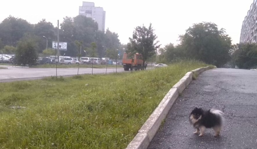 Дождливый Барон.jpg