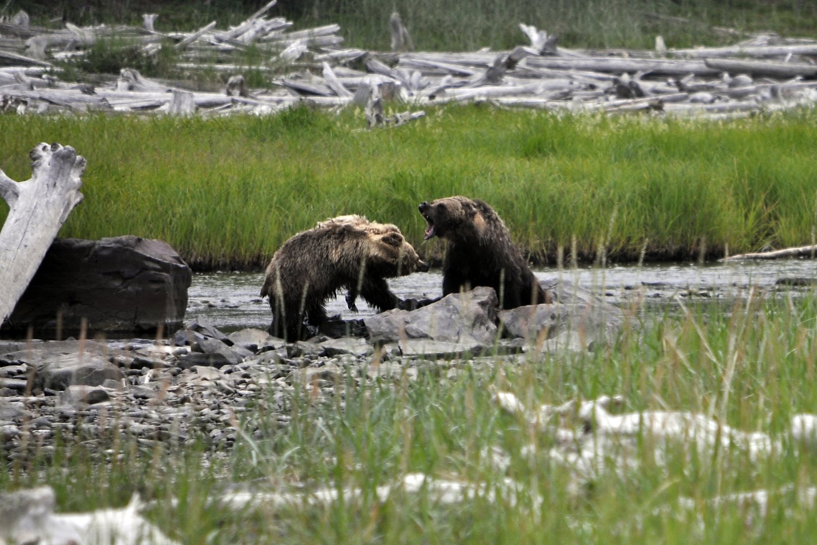 Драка медведей рядом с лагерем1.jpg