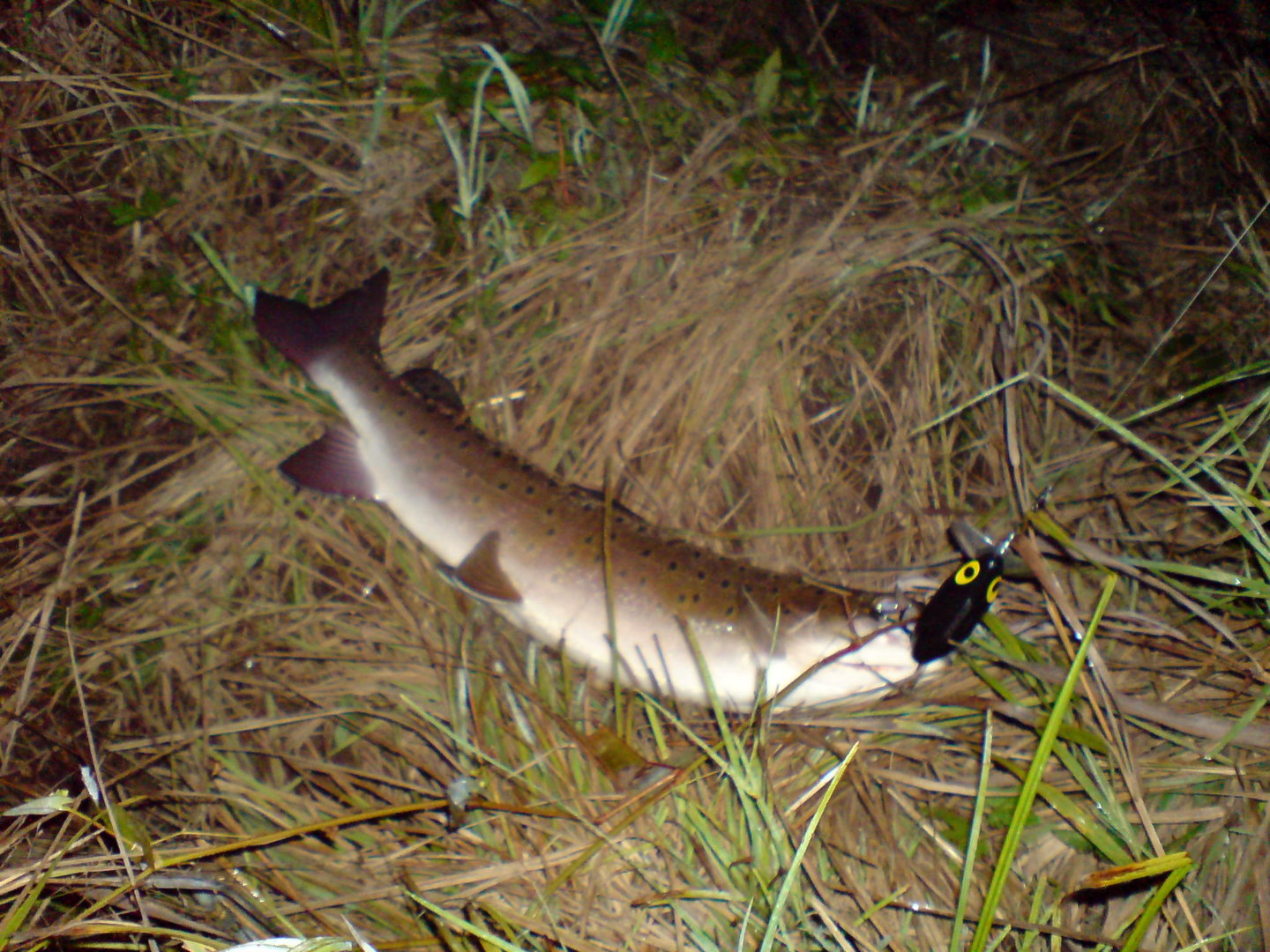 DSC00030.JPG