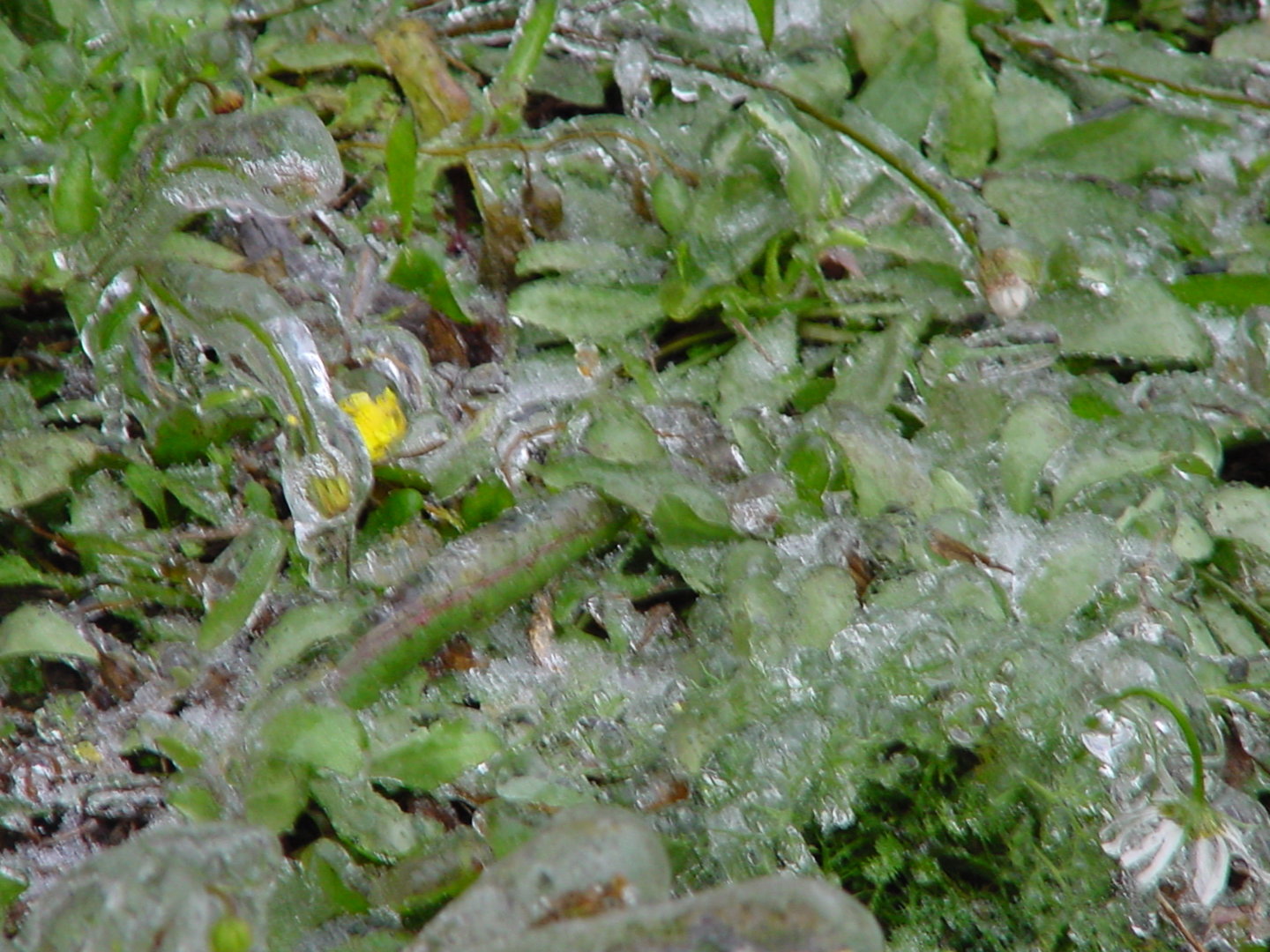DSC00041.JPG