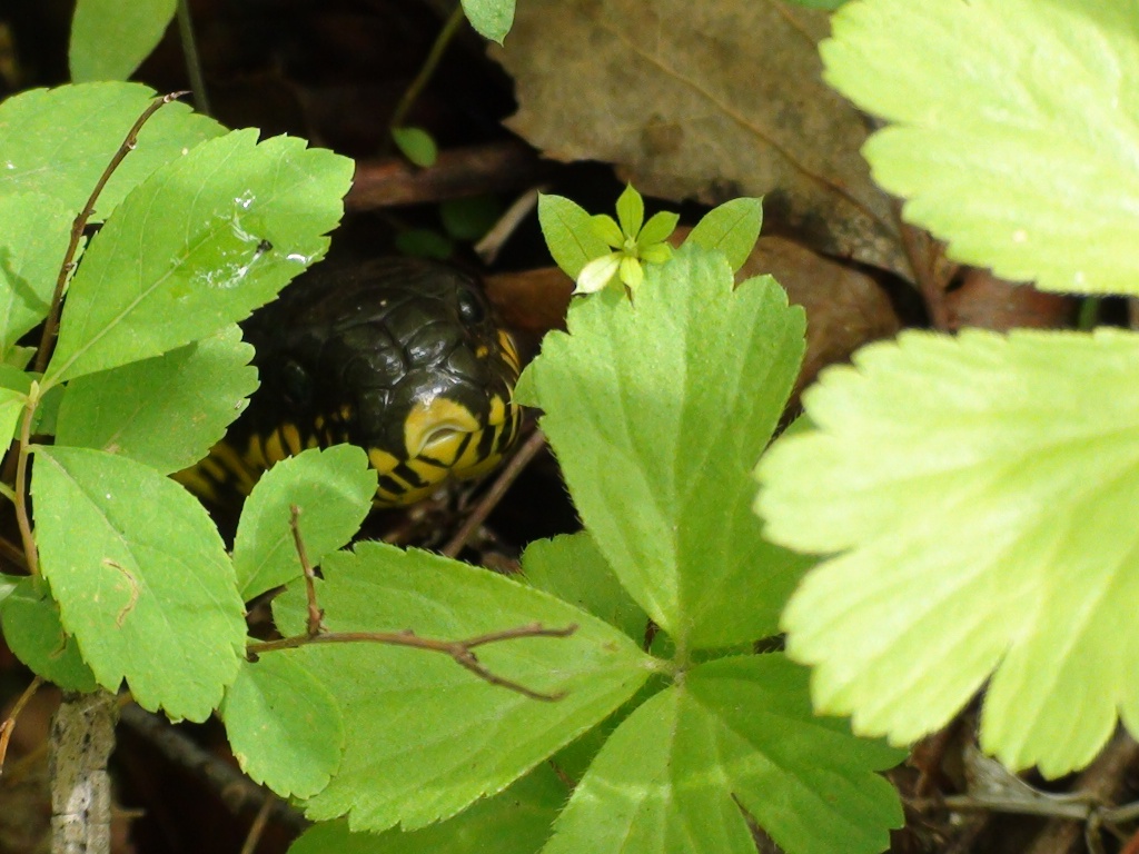 DSC00052.JPG