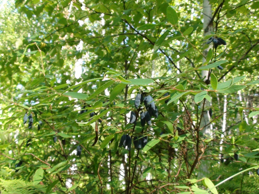 DSC00067.JPG