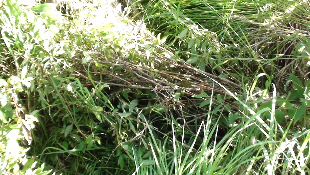 DSC00072.JPG