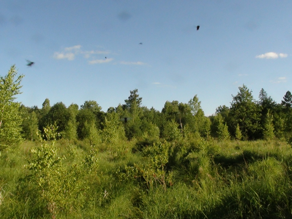 DSC00076.JPG