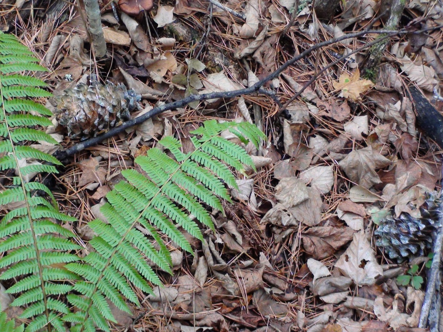 DSC00079.JPG