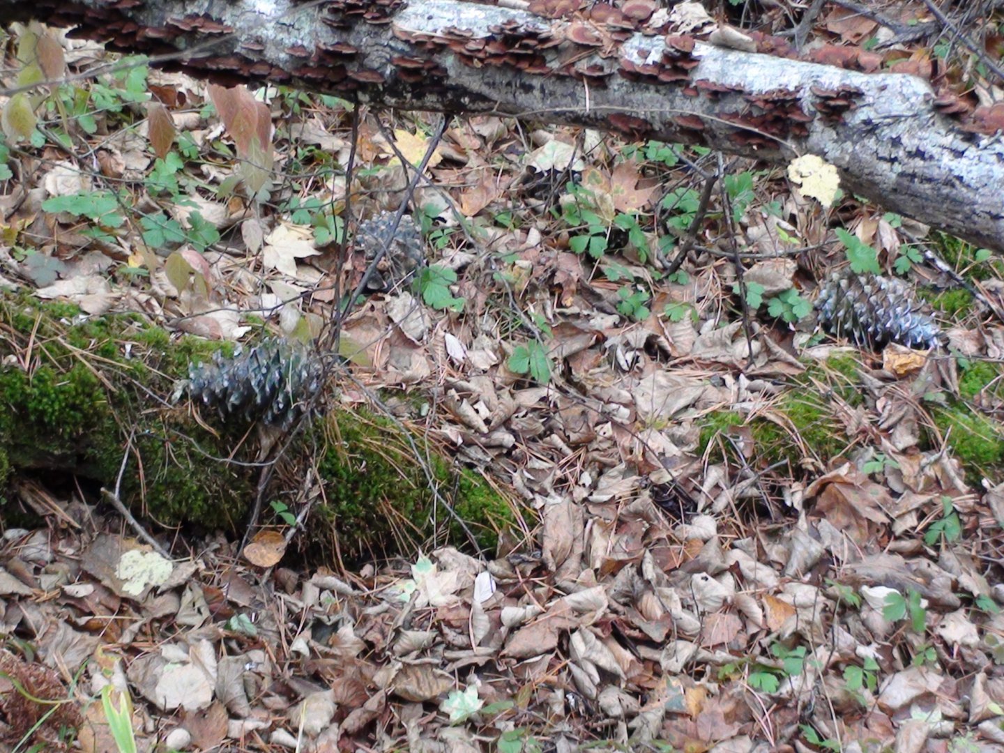 DSC00080.JPG