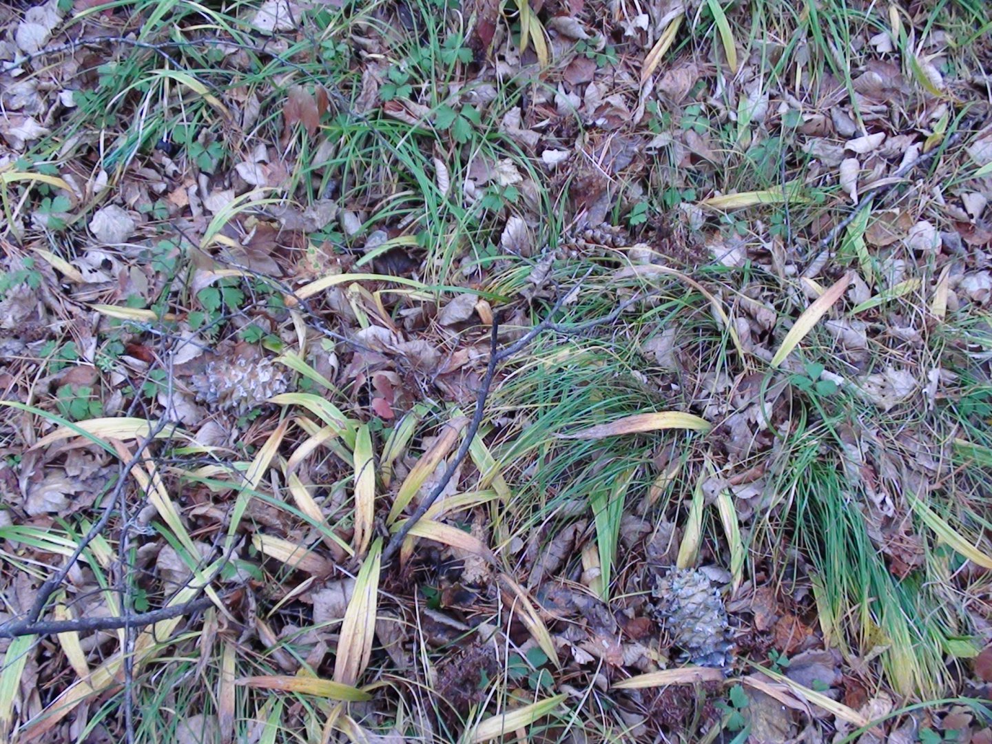 DSC00081.JPG