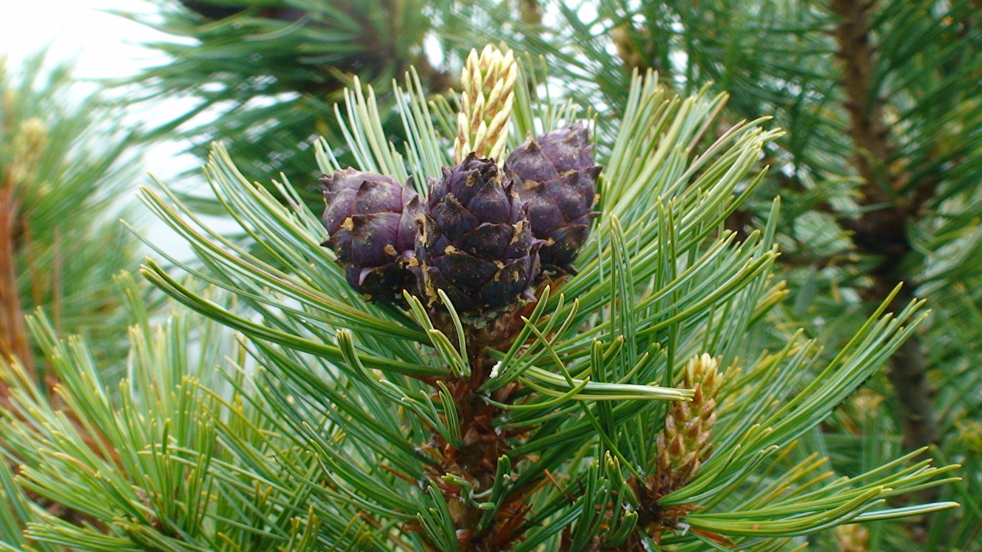 DSC00094.JPG