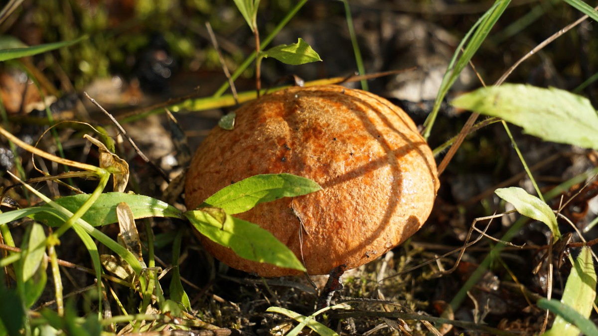 DSC00100 [Оригинальный размер].jpg
