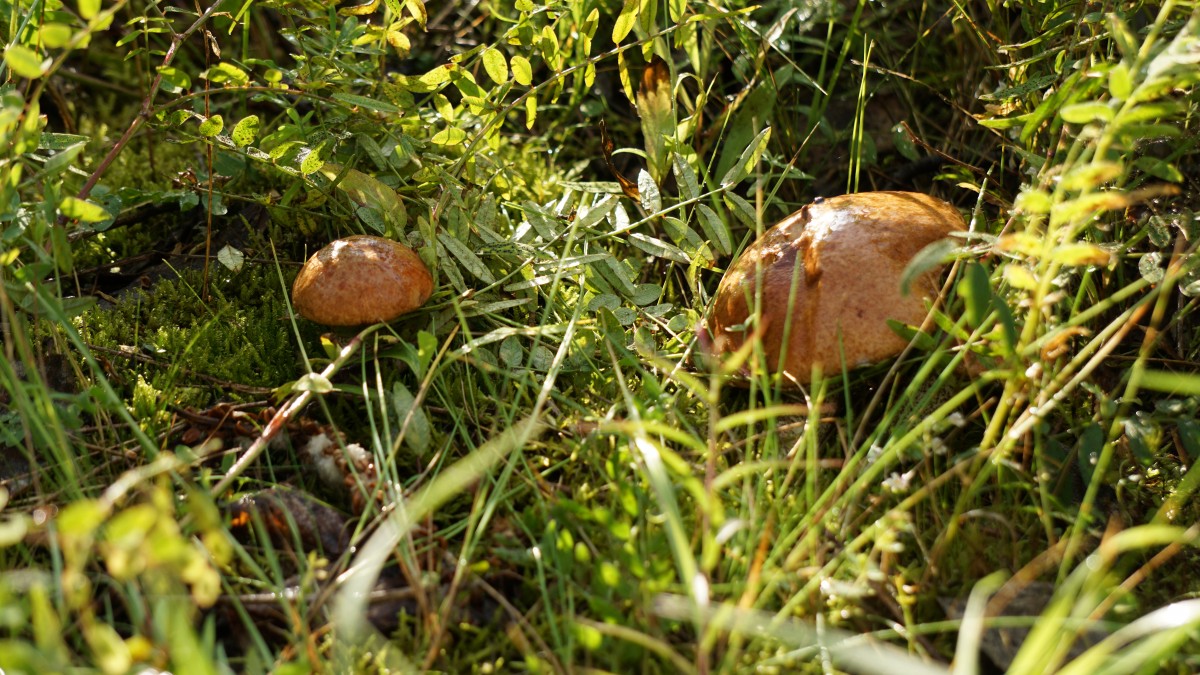 DSC00103 [Оригинальный размер].jpg