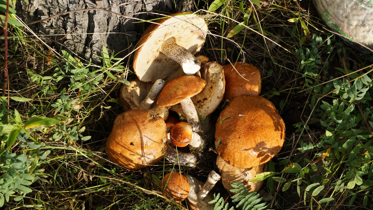 DSC00104 [Оригинальный размер].jpg