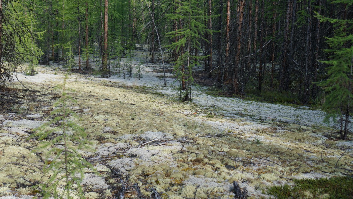 DSC00158 [Оригинальный размер].jpg