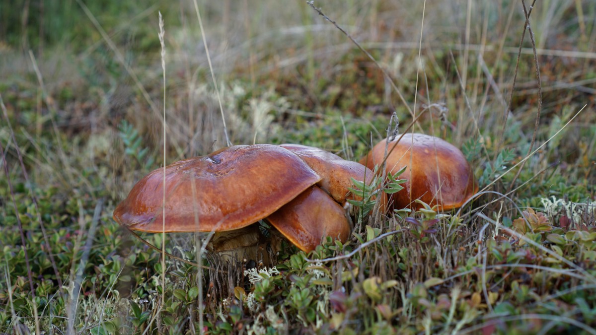 DSC00190 [Оригинальный размер].jpg