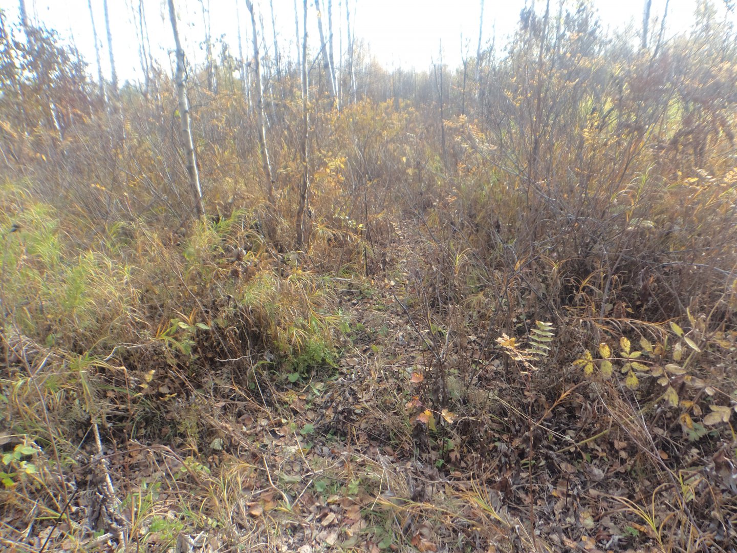 DSC00209.JPG