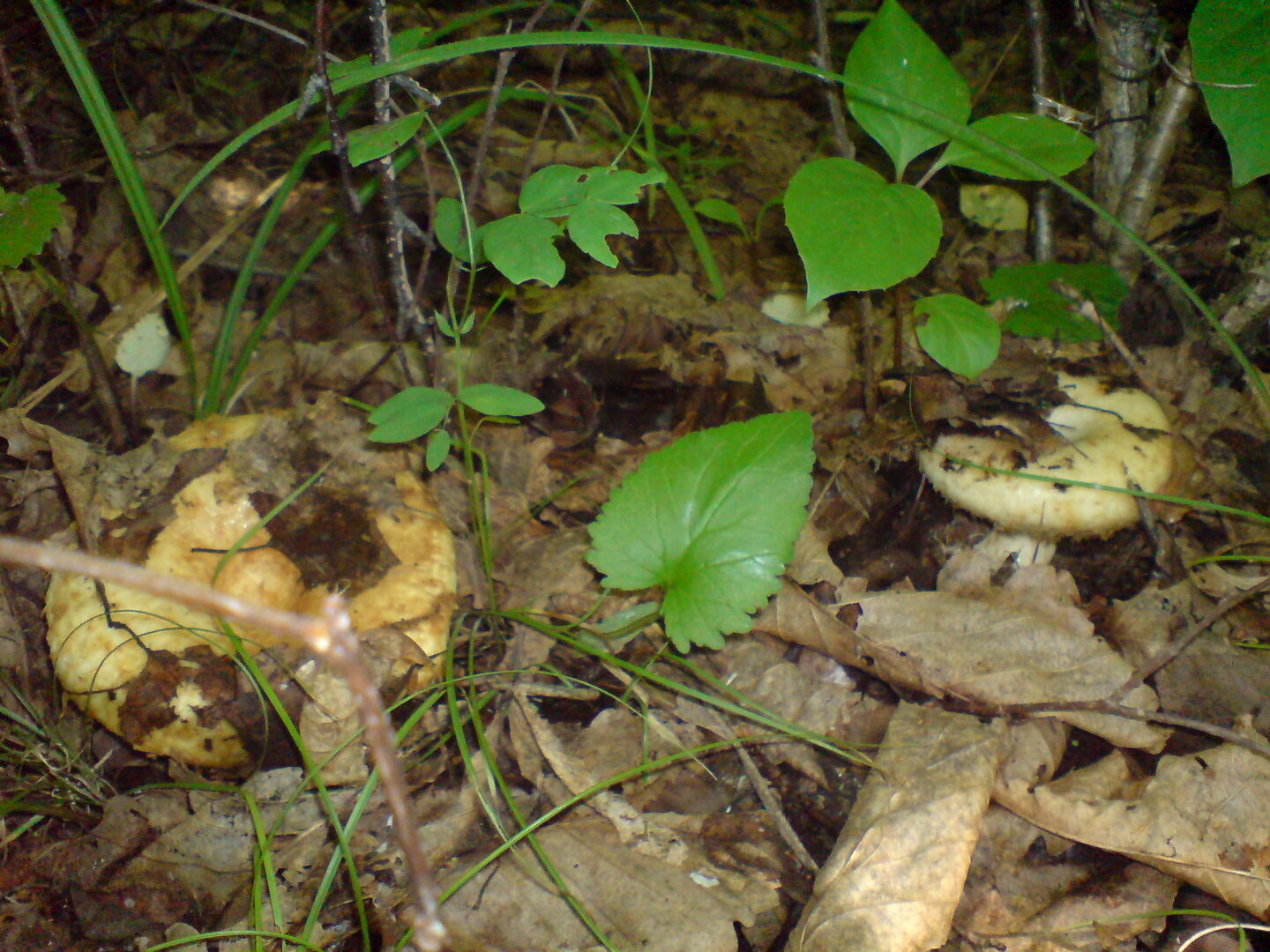 DSC00254.JPG