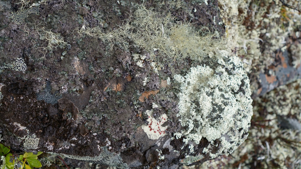 DSC00334 [Оригинальный размер] — копия.jpg