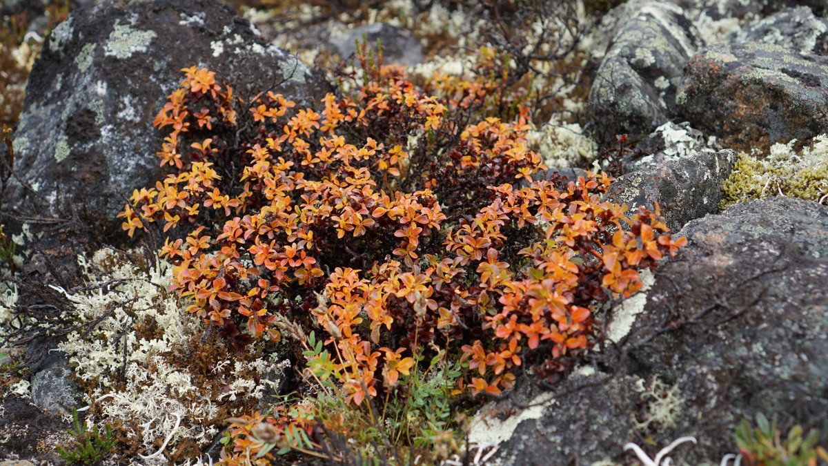 DSC00346 [Оригинальный размер].jpg