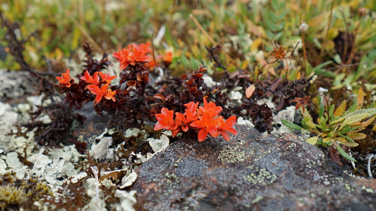 DSC00349 [Оригинальный размер].jpg