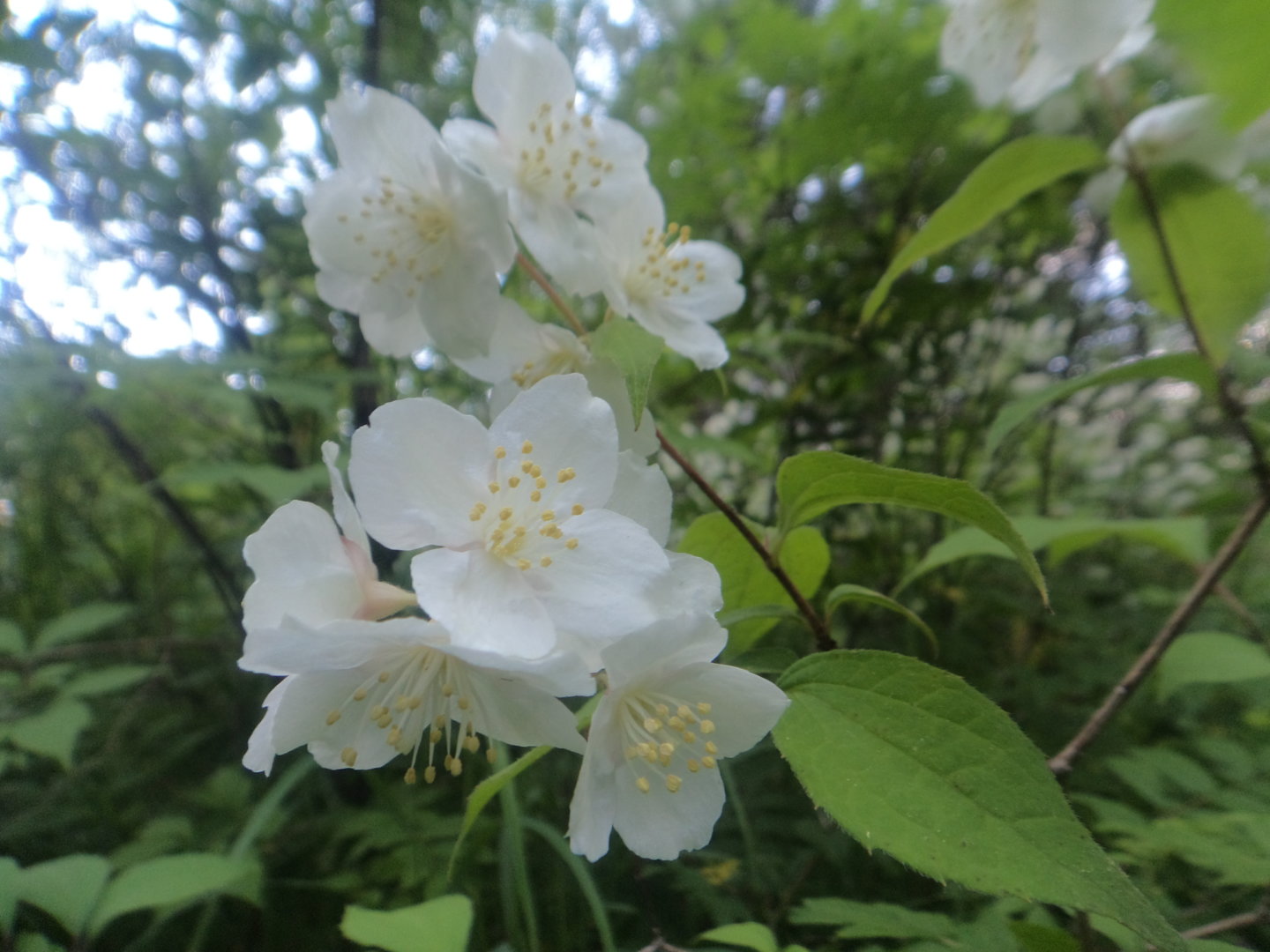 DSC00370.JPG