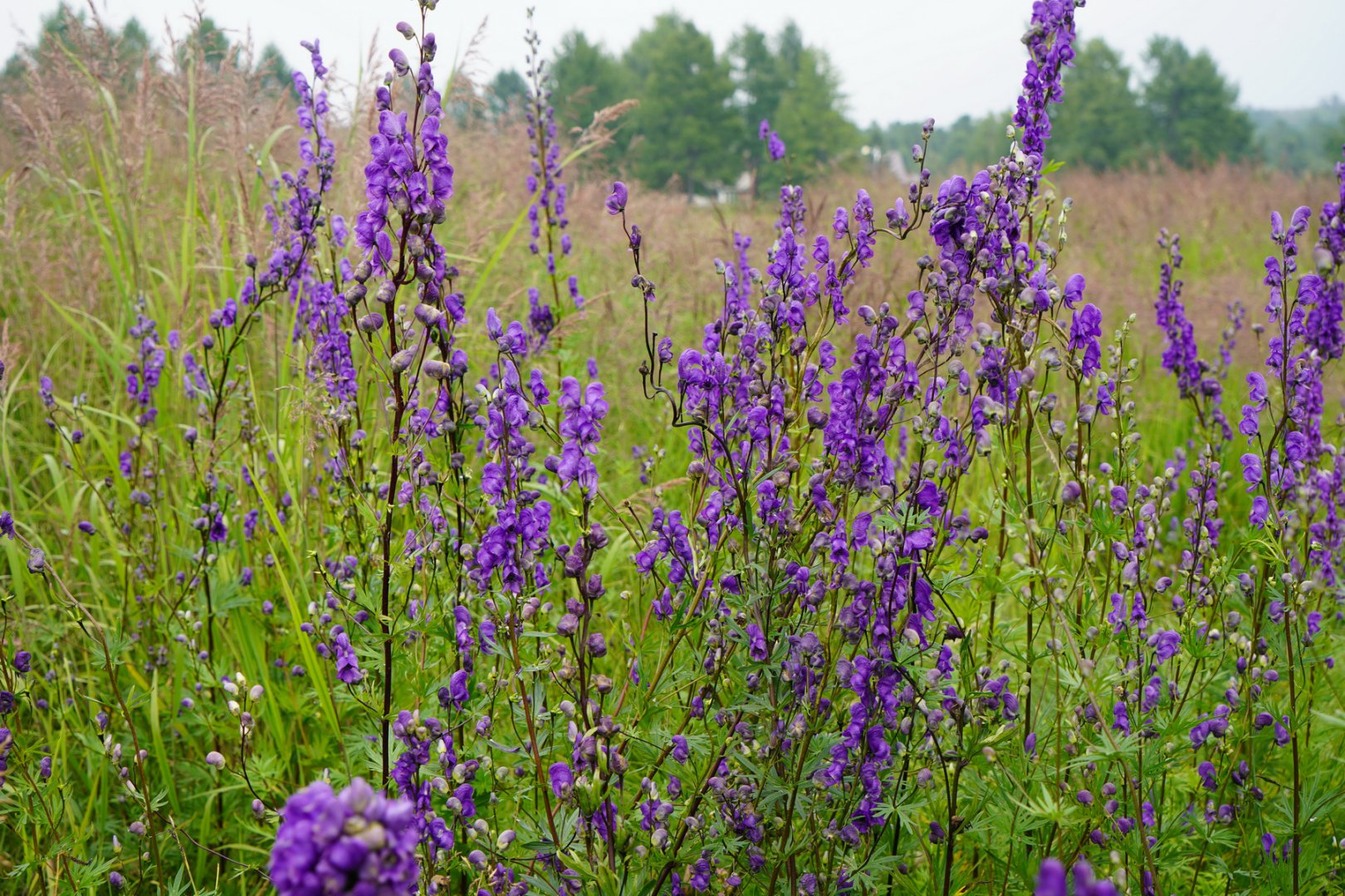 DSC00377_новый размер.JPG