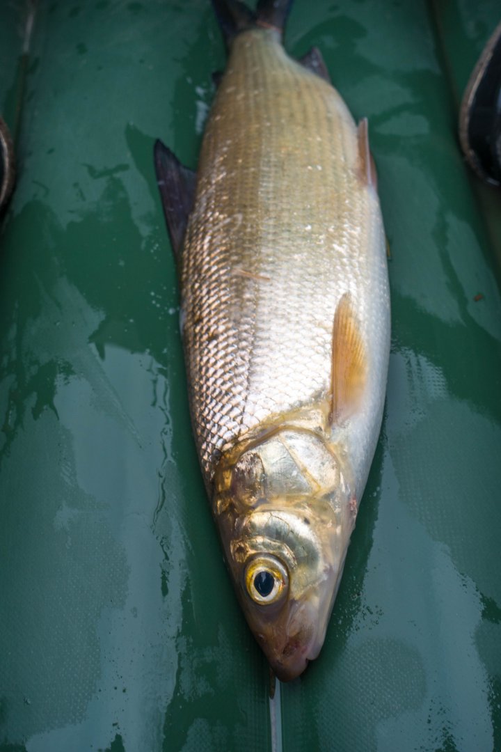 DSC00380.jpg