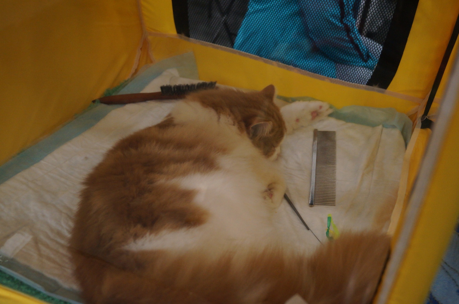 DSC00386.JPG