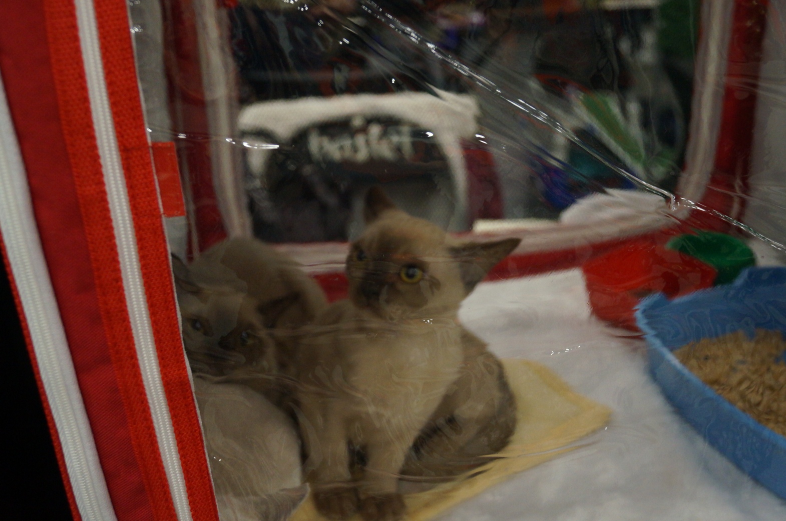 DSC00387.JPG