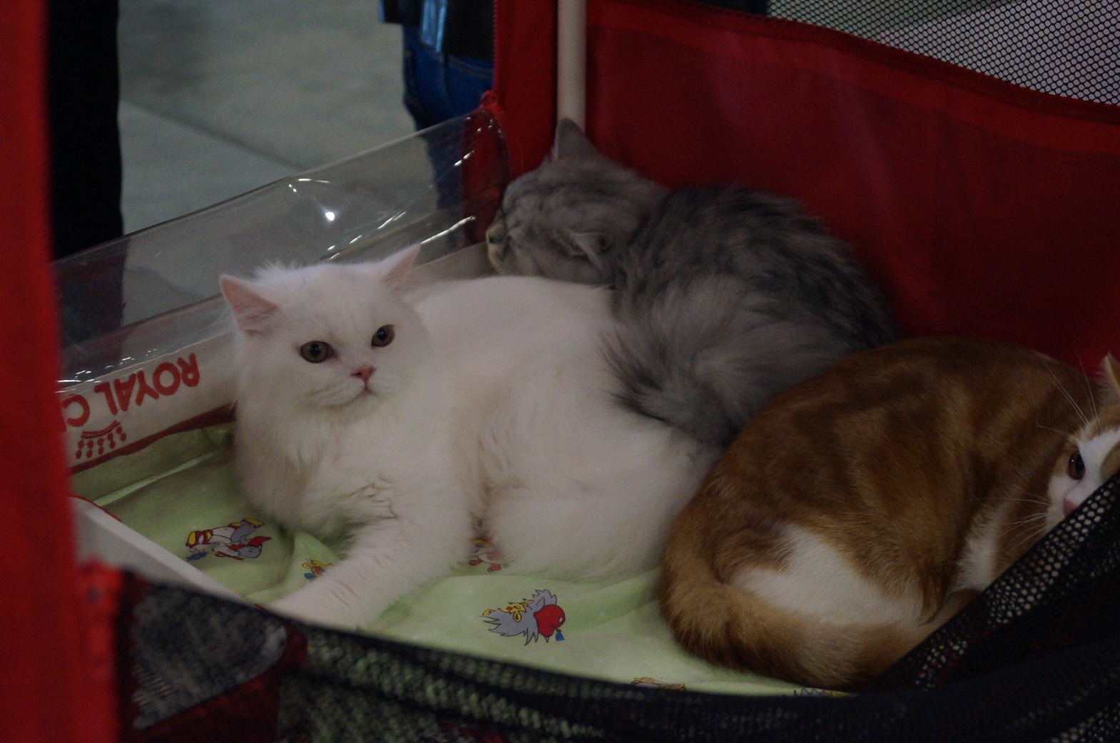 DSC00414.JPG