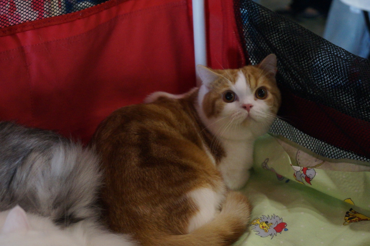 DSC00415.JPG