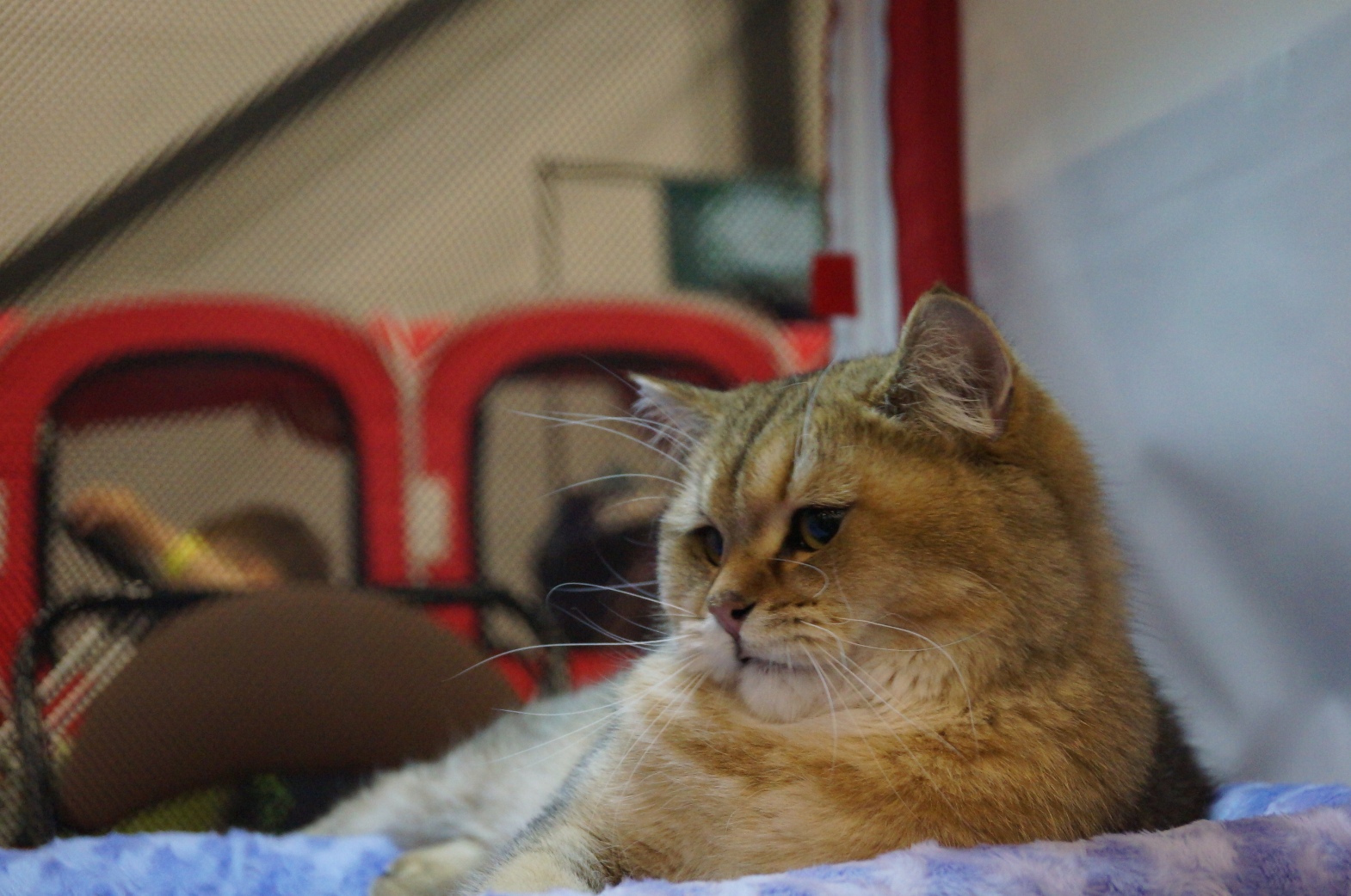 DSC00484.JPG