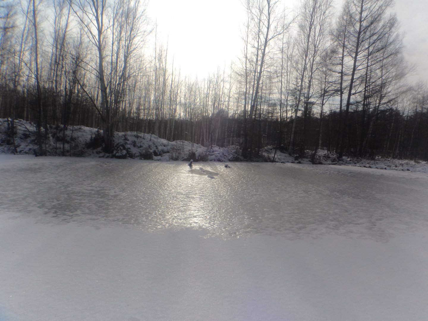 DSC00520.JPG