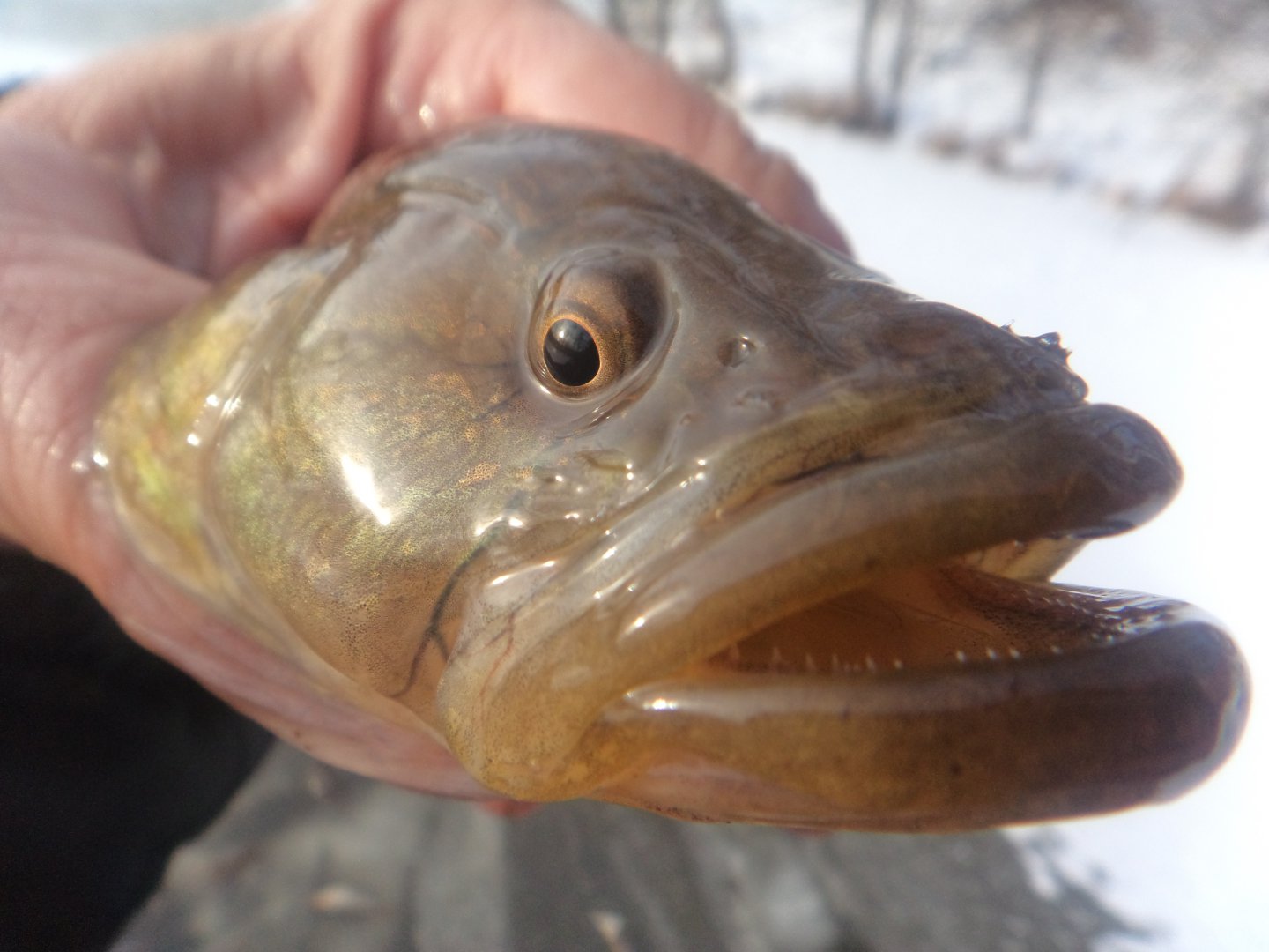 DSC00528.JPG