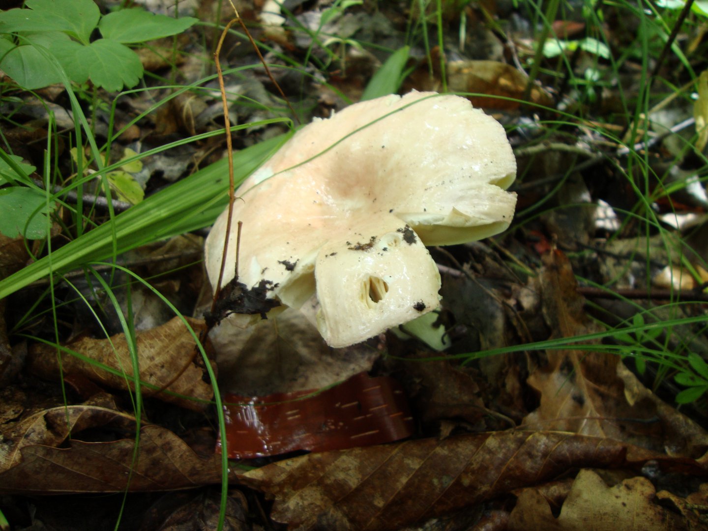 DSC00601.JPG