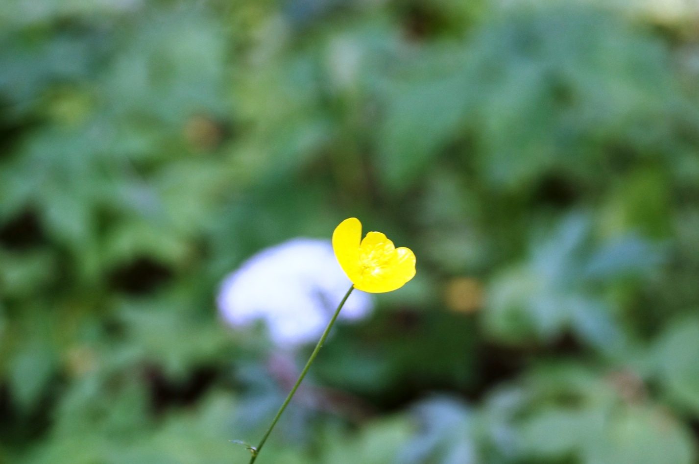 DSC00617.JPG