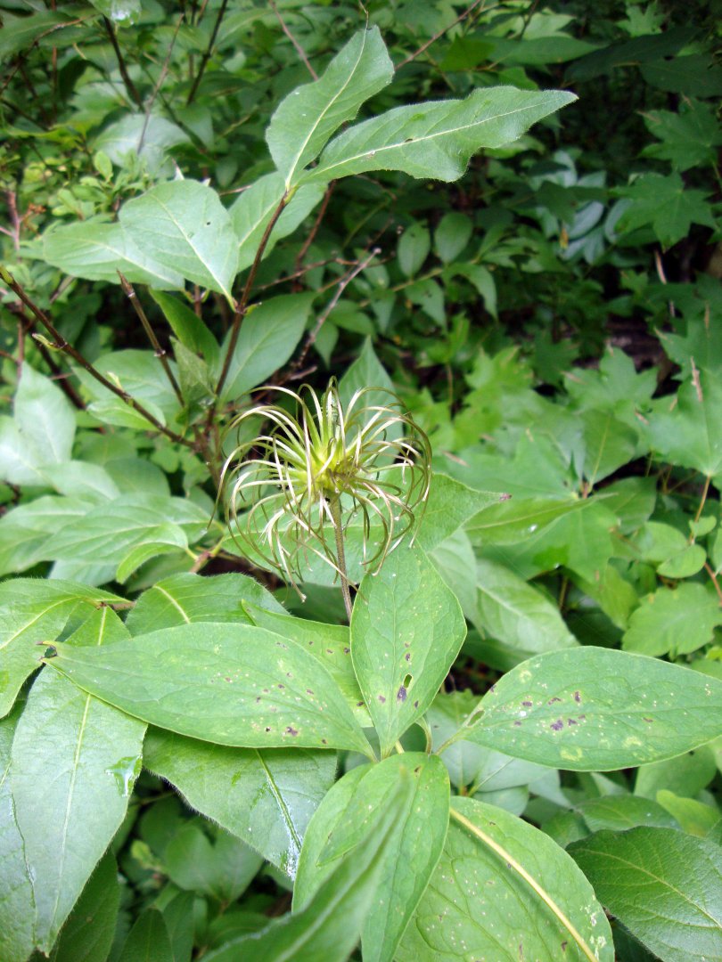 DSC00635.JPG