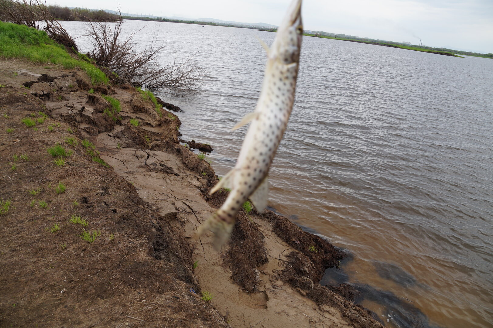 DSC00664.JPG