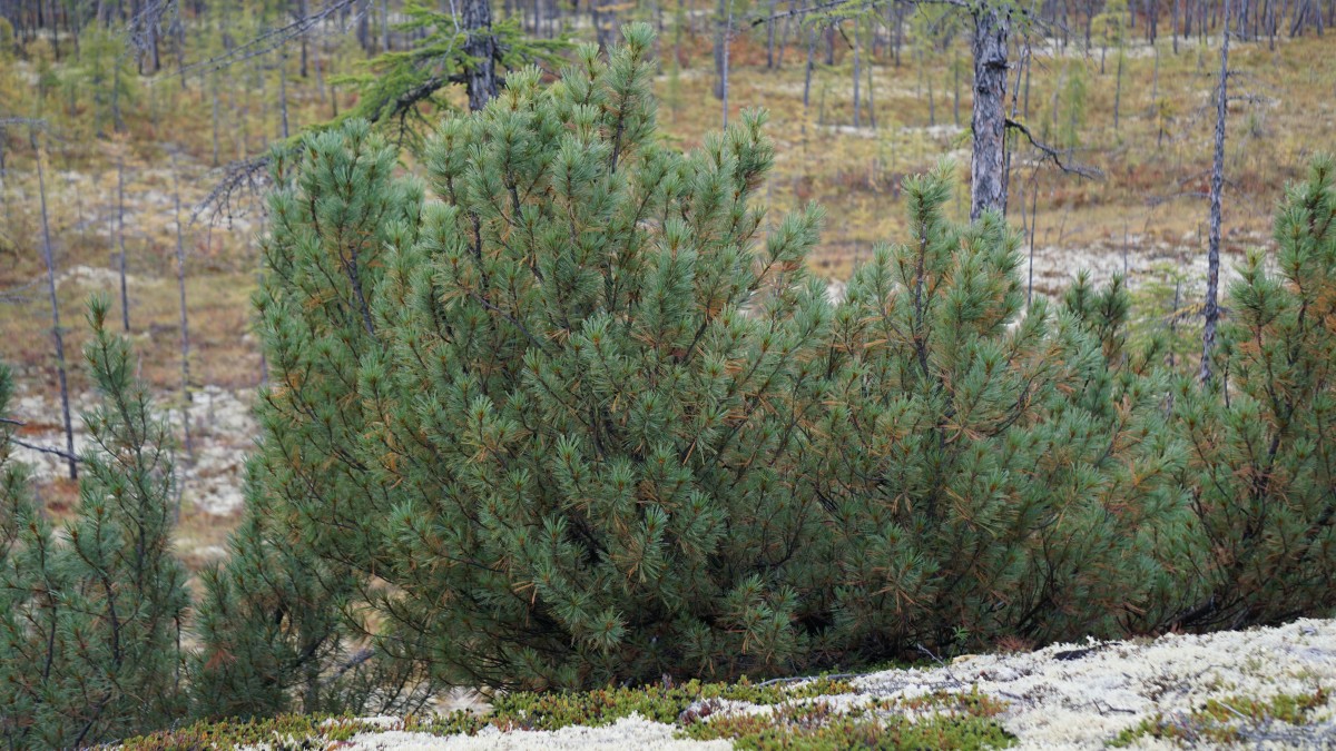 DSC00671 [Оригинальный размер].jpg